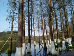 -重庆彩云湖湿地公园