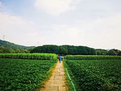 -八卦田遗址公园
