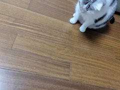 -艾吉宠物医院·疑难杂症转诊中心·猫友好(碧江路院)