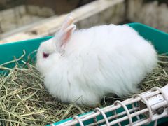 -神户市立六甲山牧场