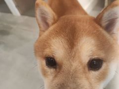 -鸣记脆皮烤鱼(亿合城店)