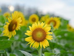 -海心沙亚运公园