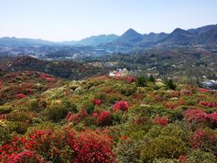 -贵州百里杜鹃风景名胜区