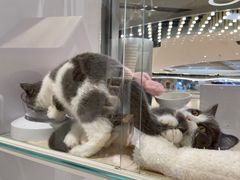 -COLOR PETS 撸猫馆·购猫·猫咖(长风大悦城店)