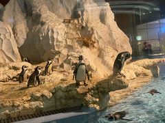 -帝企鹅自助餐厅•儿童岛•真企鹅(长隆企鹅酒店)