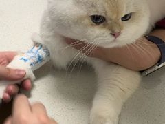 -瑞派康怡24h宠物医院·犬猫医疗中心·微创绝育(瑞景分院)