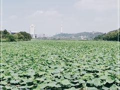 -月湖风景区