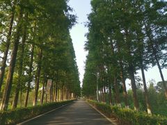 -东平国家森林公园
