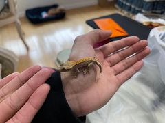 -酷以爬仙阁实体爬宠店·守宫·蜥蜴·专业繁育