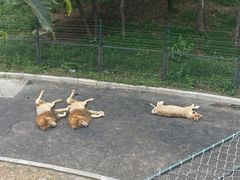 -大连森林动物园