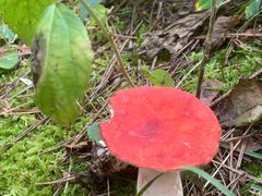 -帽儿山国家森林公园