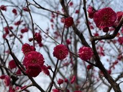 -新虹桥中心花园