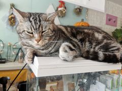 -平行世界·猫咖(首经贸店)