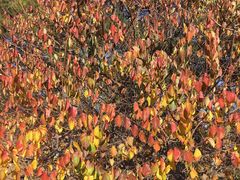 -北京鹫峰国家森林公园