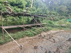 -西双版纳原始森林公园