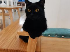 -李小姐の猫咖啡馆(五角场店)