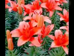 -长春公园(普阳街道)