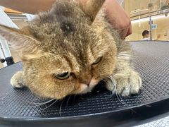 -momokira米努特·德文卷毛猫·棉花面纱犬