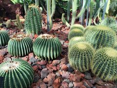 -昆明植物园