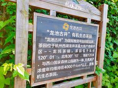 -龙坞茶村