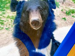 -栾川竹海野生动物园