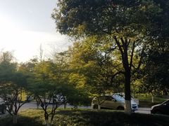 景观位-猫里有甜