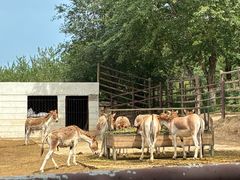-青藏高原野生动物园