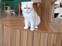 -飞行喵MR PILOT|猫舍·猫咖(静安大融城店)