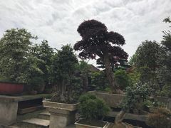 -三圣花乡旅游区