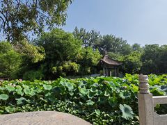 -莲湖公园