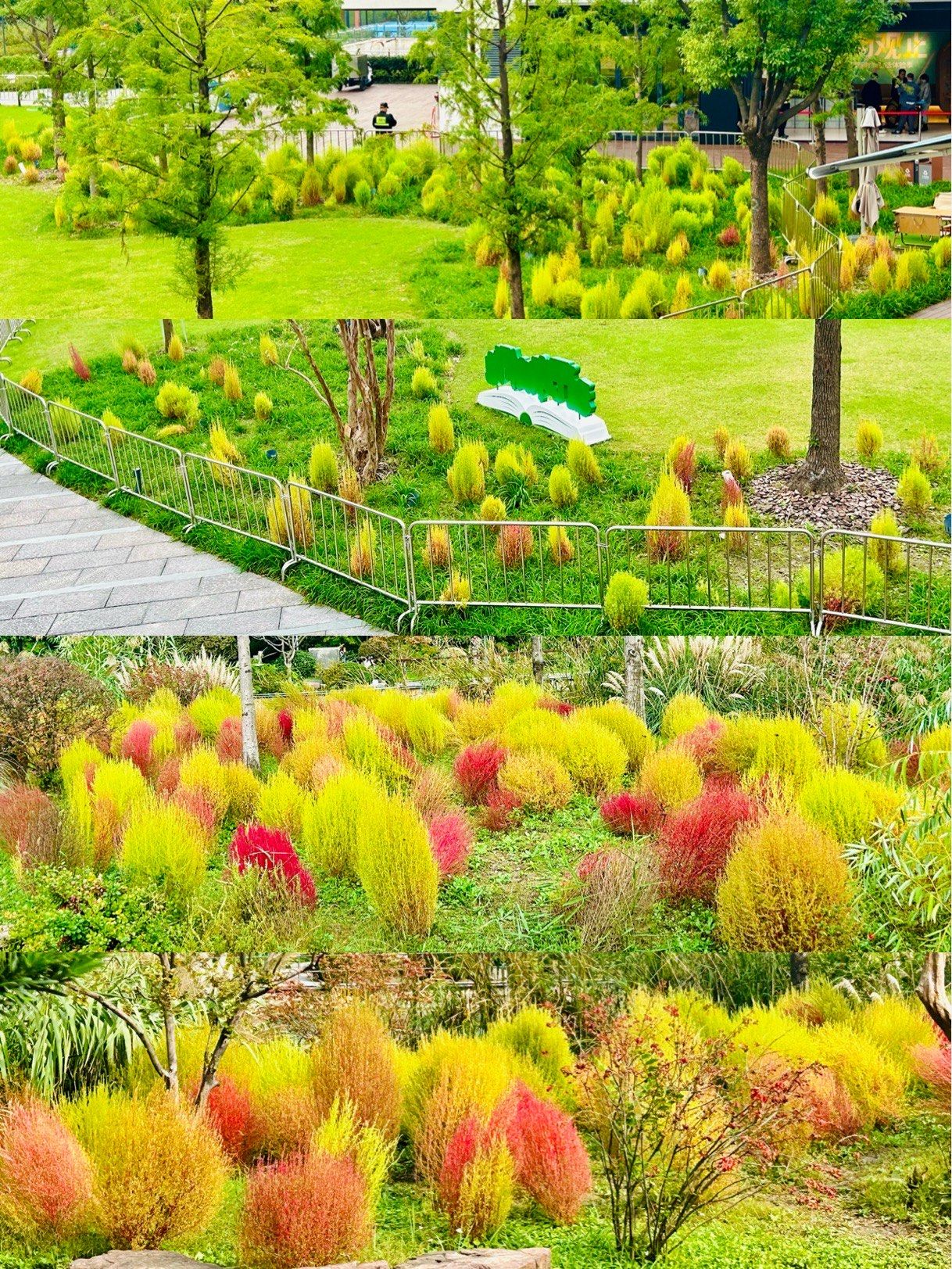 和平公园的地肤草