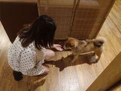 -柴务处·柴犬主题狗咖