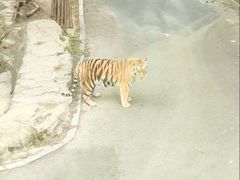 -大连森林动物园