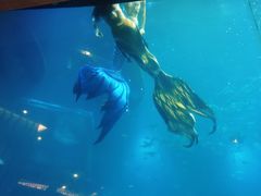 -海棠湾洲际-涛·海底餐厅·美人鱼·自助餐·海底隧道