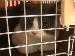 -御宝贝·A梦猫科宠物医院(国际猫友好医院)