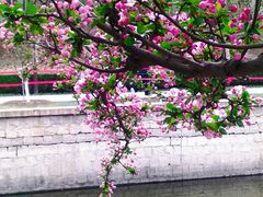 -海棠花溪(元大都城垣遗址公园)