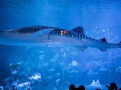 -烟台海昌鲸鲨海洋公园