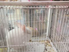 -曲阳花鸟市场(曲阳路店)