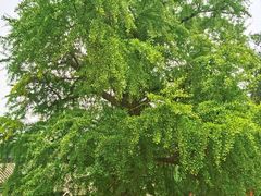 -中原农家乐(中原饭店)