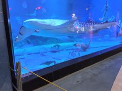 -烟台海昌鲸鲨海洋公园