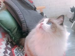 -喵屿·大理花园猫咖