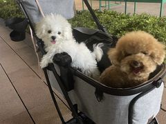 -艾贝尔宠物医院 ·内科全科(梁溪路店)