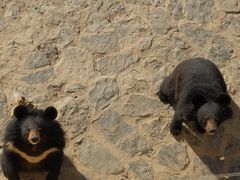 -石家庄市动物园