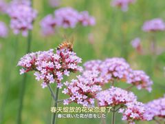 -深圳湾公园(南山区)