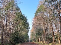 -上海海湾国家森林公园