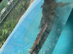 -广州长隆飞鸟乐园
