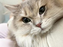 -动物缘宠物医院·骨科·猫科(西二环店)