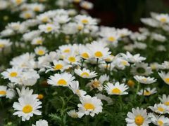 -南汇桃花村