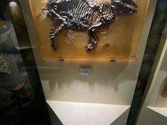 -辽宁古生物博物馆
