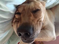 经过吴大夫的精心医治&nbsp;现在已经三岁了-康乐宝动物医院